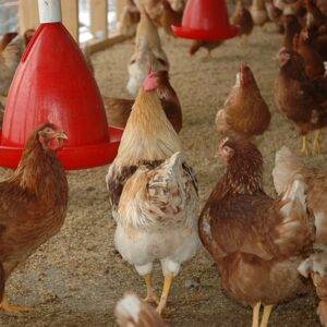 poules fermières