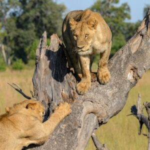 Observation des lions