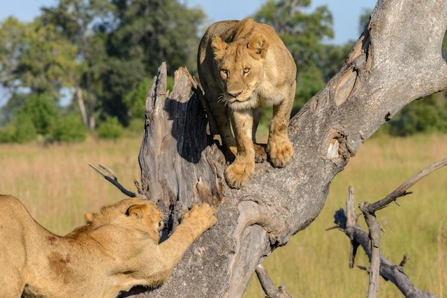 Observation des lions