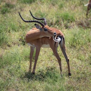 Antilope en Tanzanie